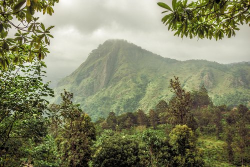 Dans la sérénité des montagnes srilankaises #10