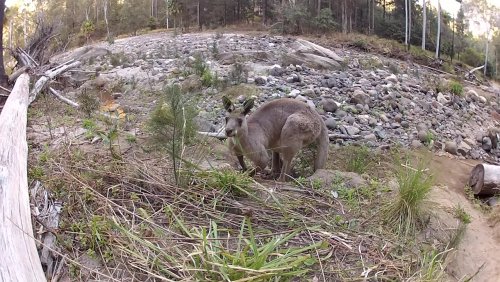 Nos aventures en Australie volume 2/3 : le Queensland #10