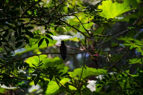 « Parque das Aves », ou comment toucher les oiseaux du bout des ailes... #12