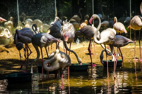 « Parque das Aves », ou comment toucher les oiseaux du bout des ailes... #2