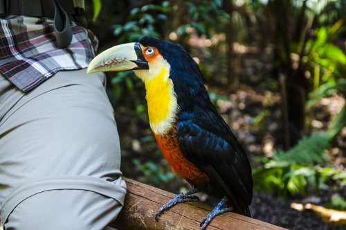 « Parque das Aves », ou comment toucher les oiseaux du bout des ailes... #3