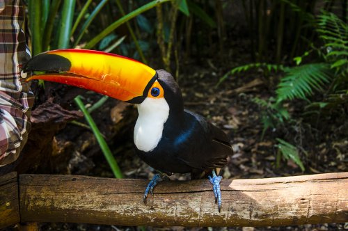 « Parque das Aves », ou comment toucher les oiseaux du bout des ailes... #4