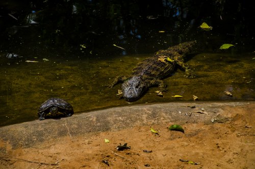 « Parque das Aves », ou comment toucher les oiseaux du bout des ailes... #9