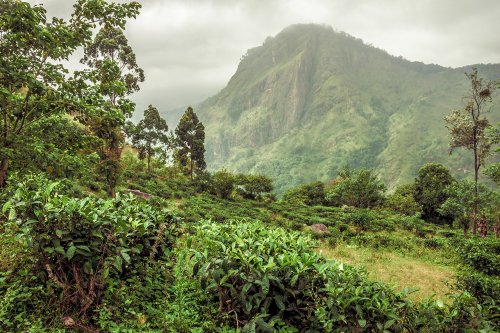 Dans la sérénité des montagnes srilankaises #12