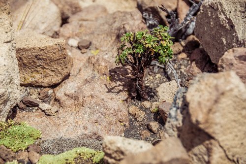 Le parc national Sajama #7