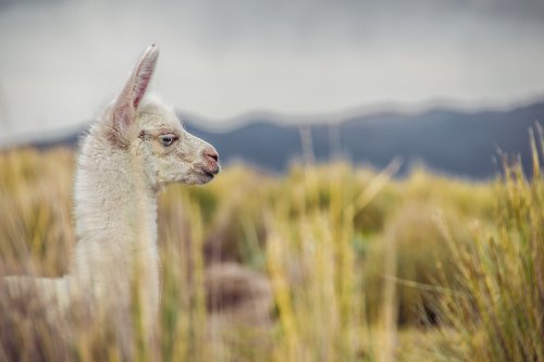 Le parc national Sajama #9