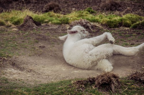 Le parc national Sajama #11