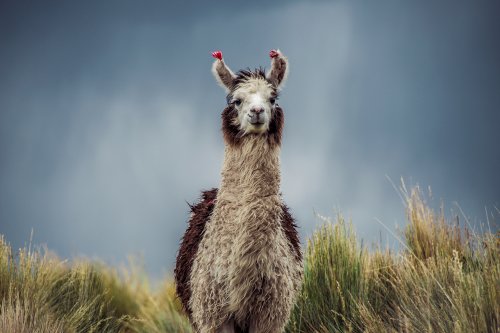 Le parc national Sajama #12