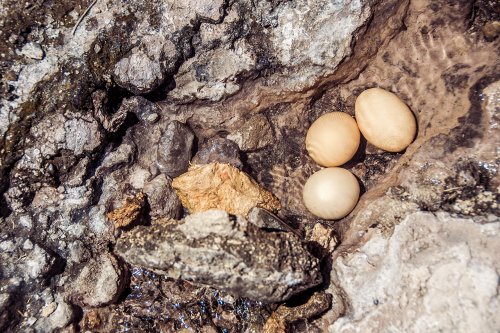 Le parc national Sajama #28