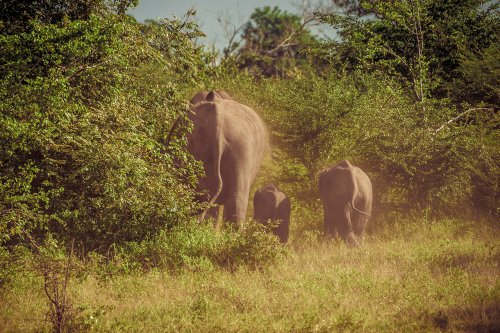 Safari pour Pierrot #11